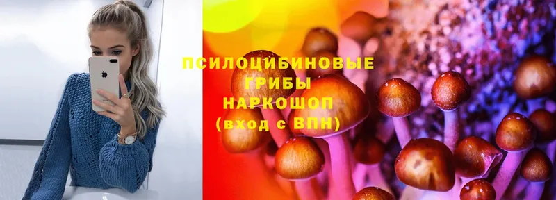 Галлюциногенные грибы Psilocybine cubensis Ахтубинск